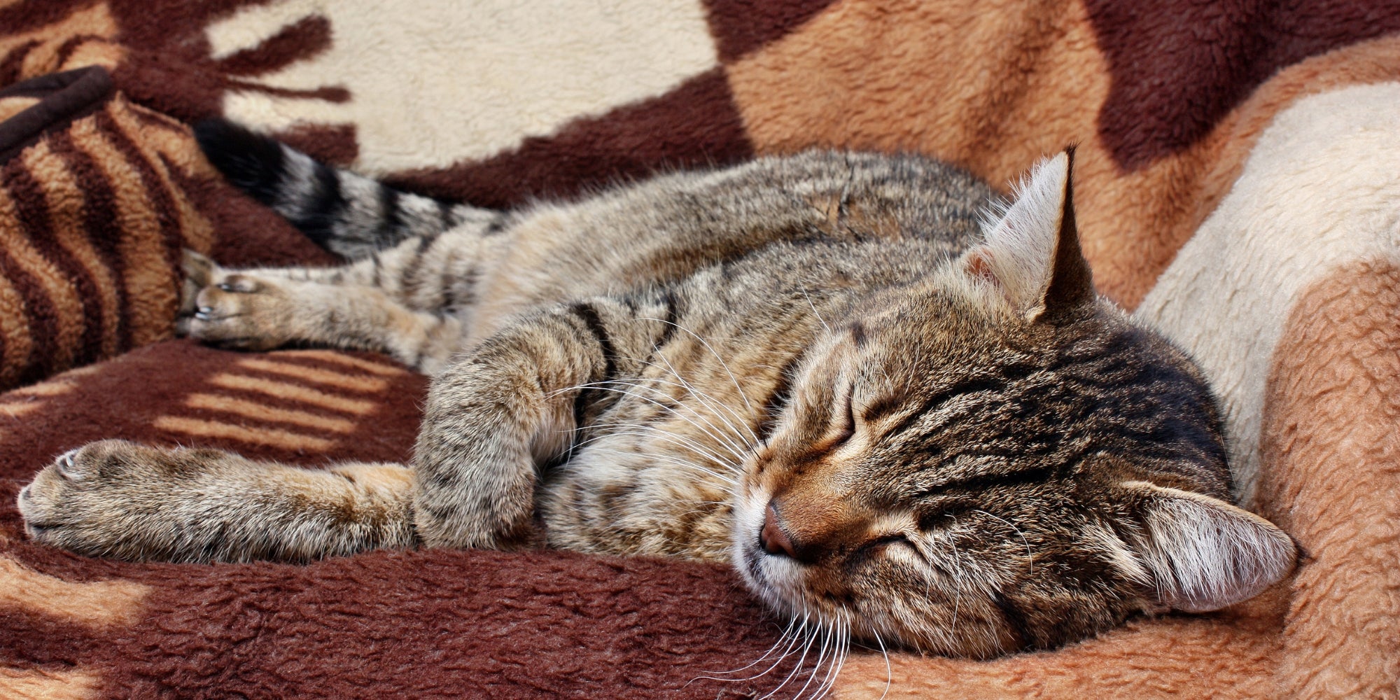 Gato sano descansando en un lugar acogedor.