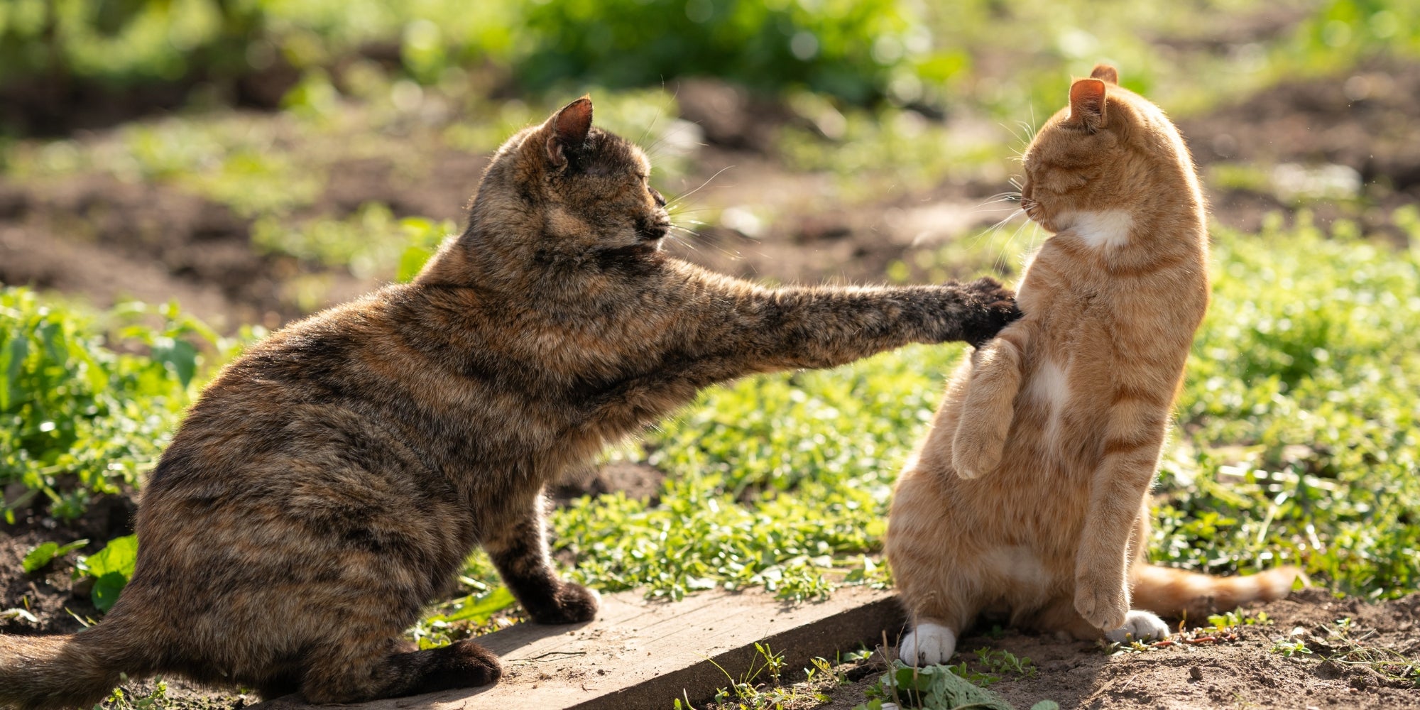 Dos gatos se están peleando. No me toques. Un gato color tortuga pelea con un gato pelirrojo. Dos gatos. Concepto de distancia social