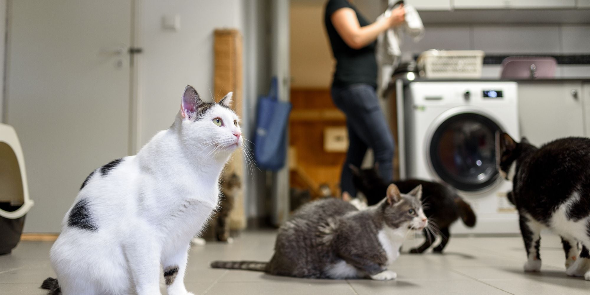 Gatos esperando comida en un refugio de animales