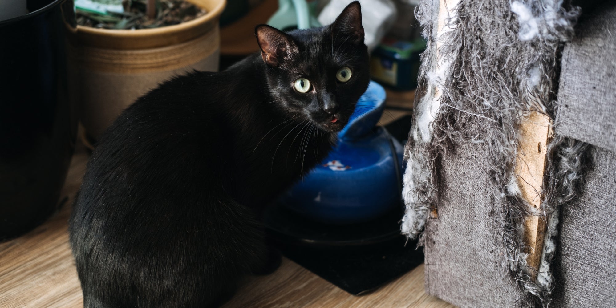 Gato negro arañando sofá de tela gris en casa