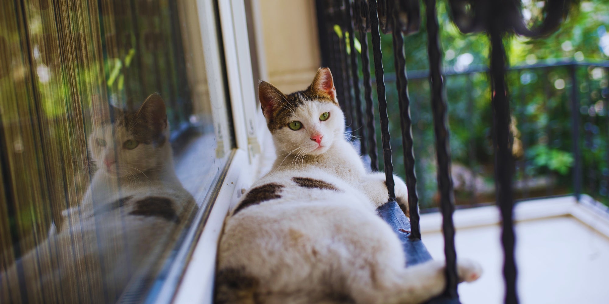 Gato callejero en el balcón