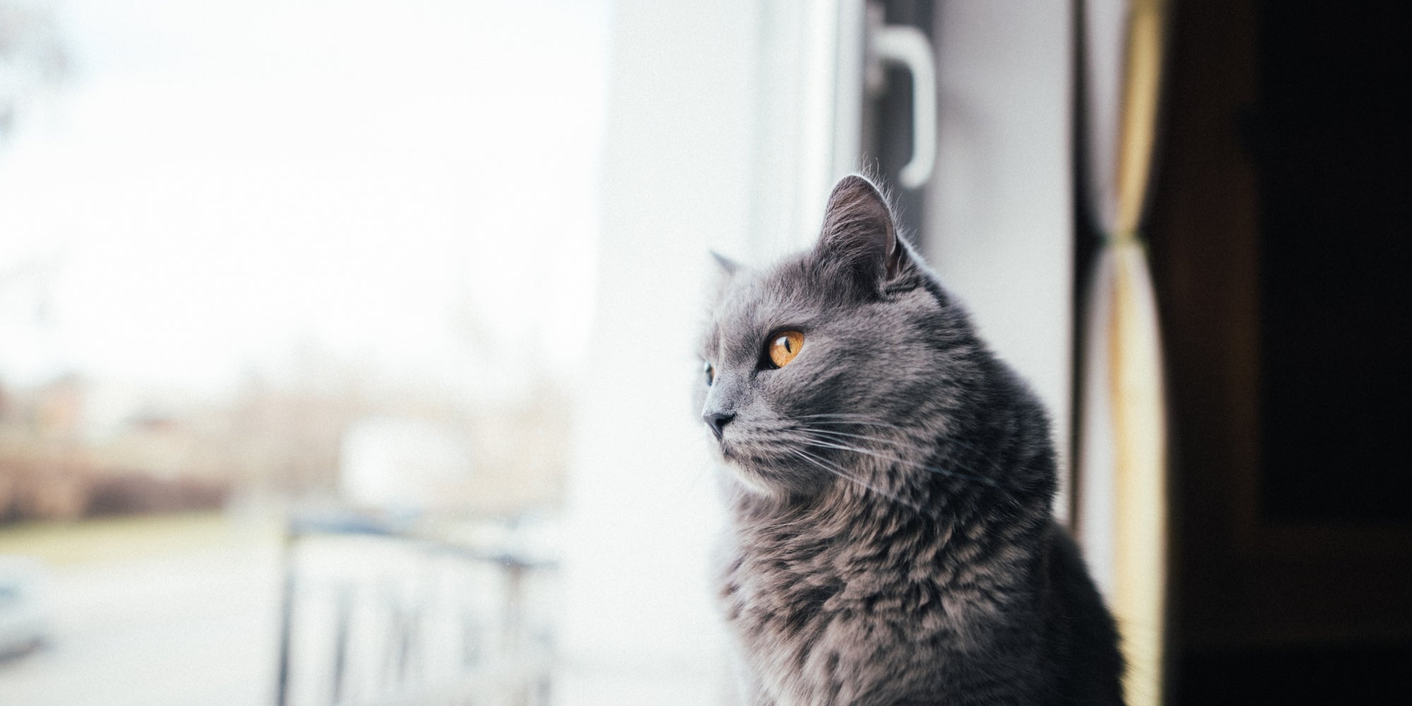 Gato mirando por la ventana