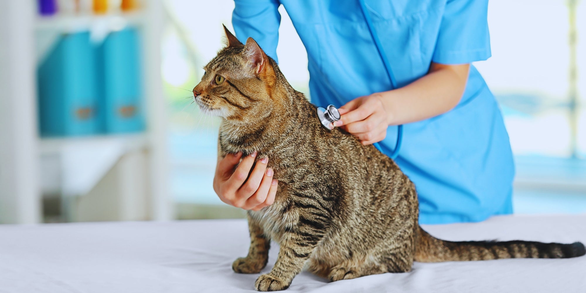 Médico veterinario revisando a un gato en una clínica veterinaria