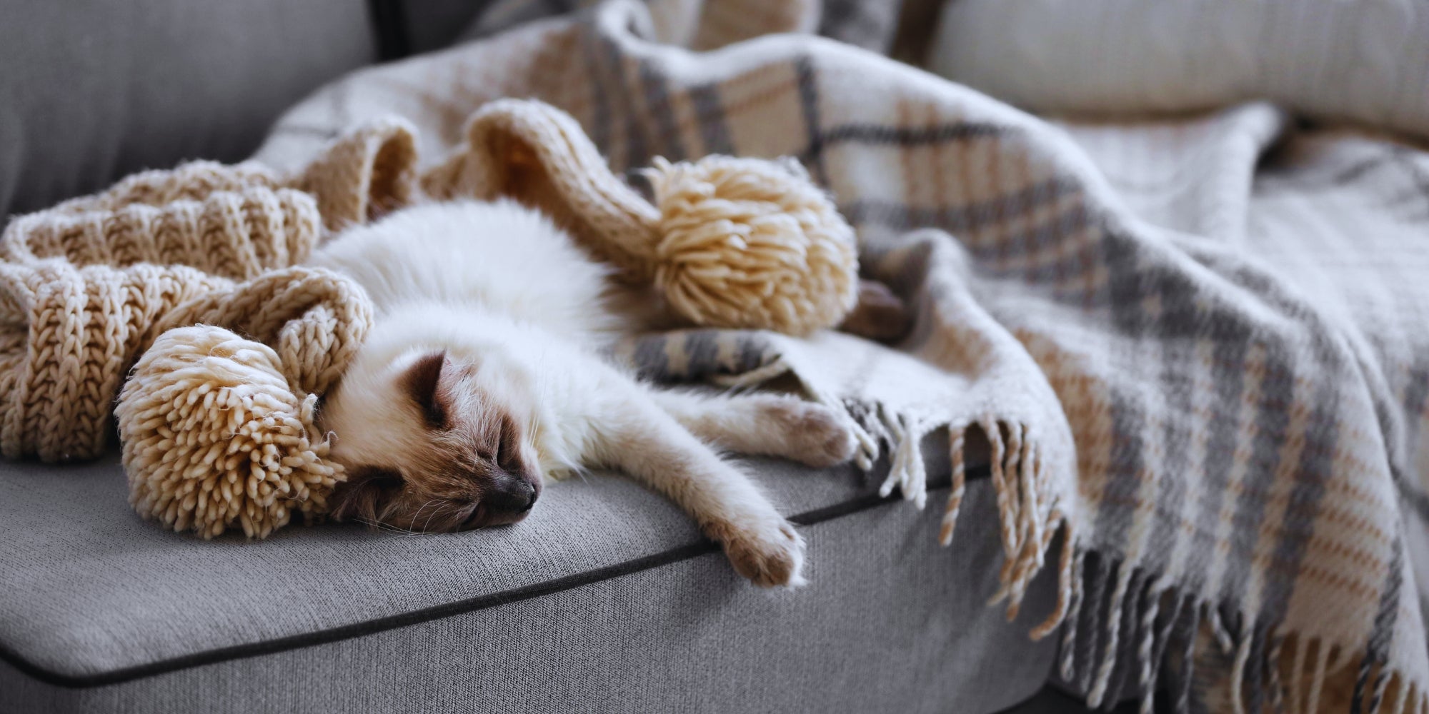 Gato siamés tumbado en un sofá del salón