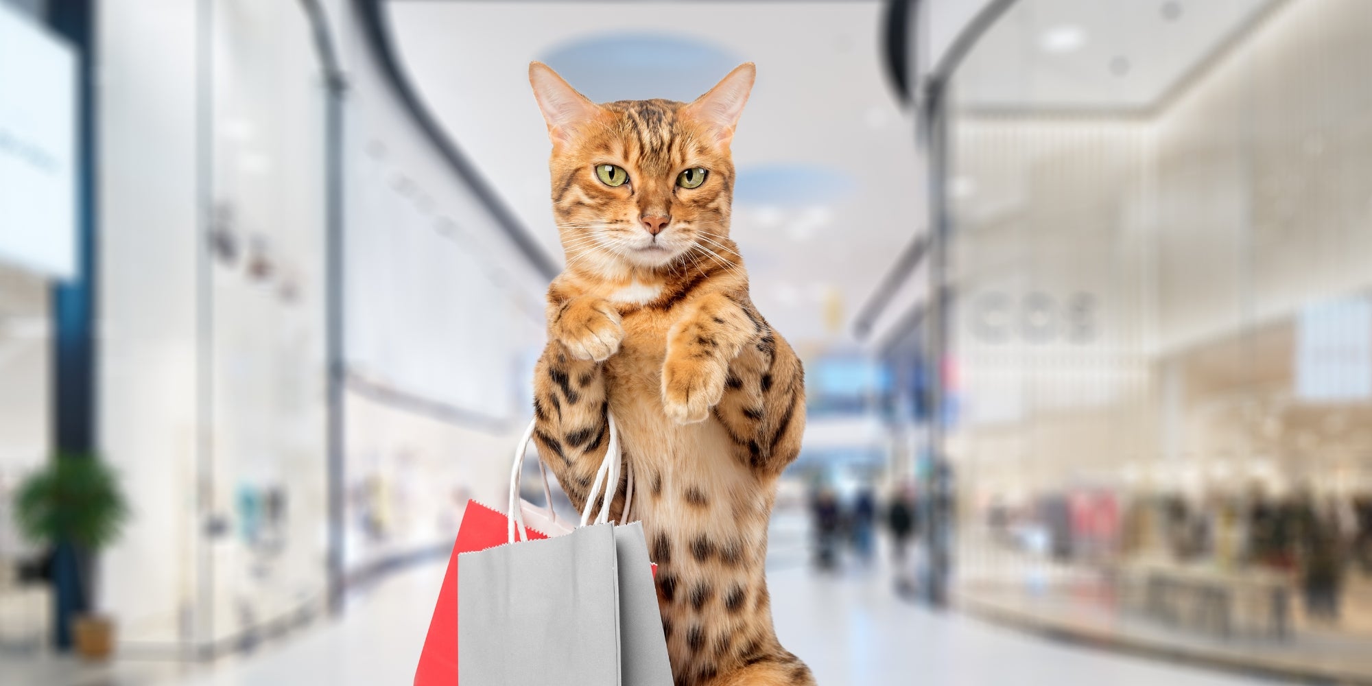 Gato con bolsas de la compra en el centro comercial
