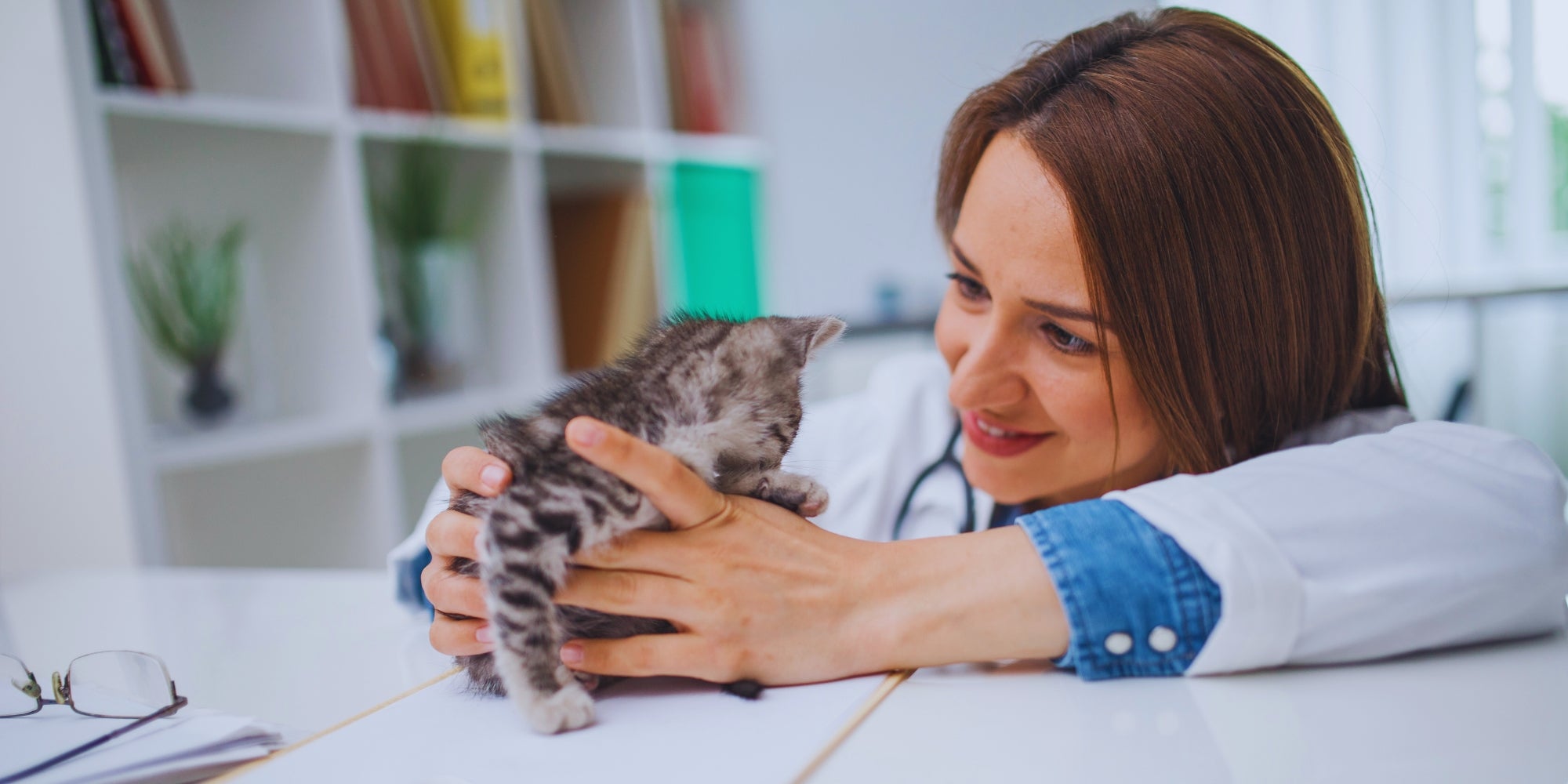 un veterinario examinando a un gatito.