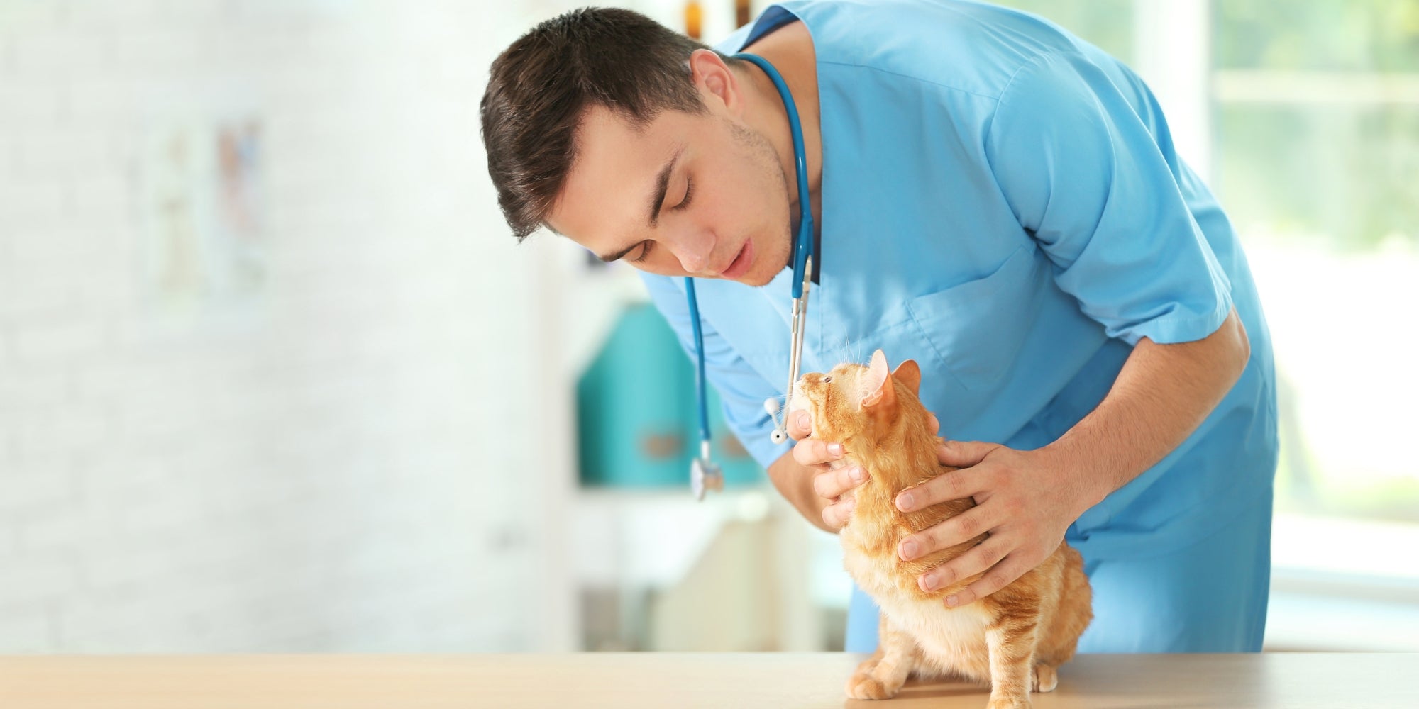 Médico veterinario revisando a un gato en una clínica veterinaria