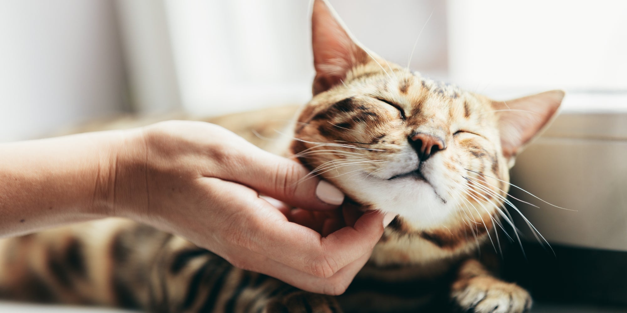 Gato de Bengala feliz