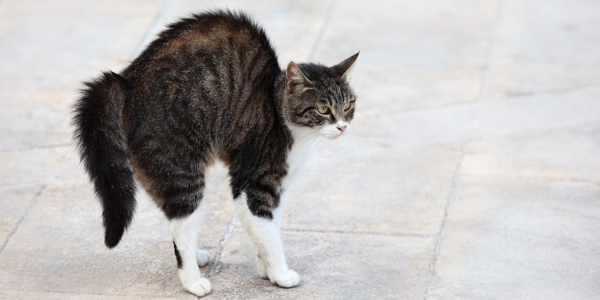 gato con miedo