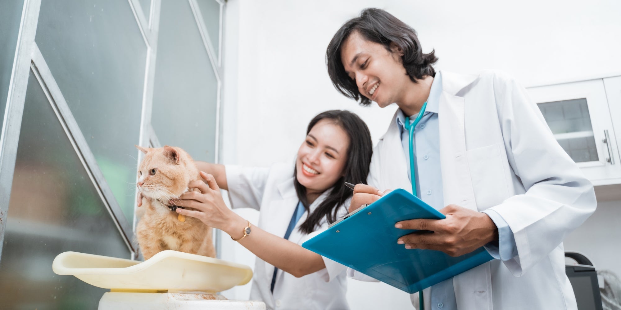 Dos veterinarios sostienen y pesan a un gato sano en una báscula
