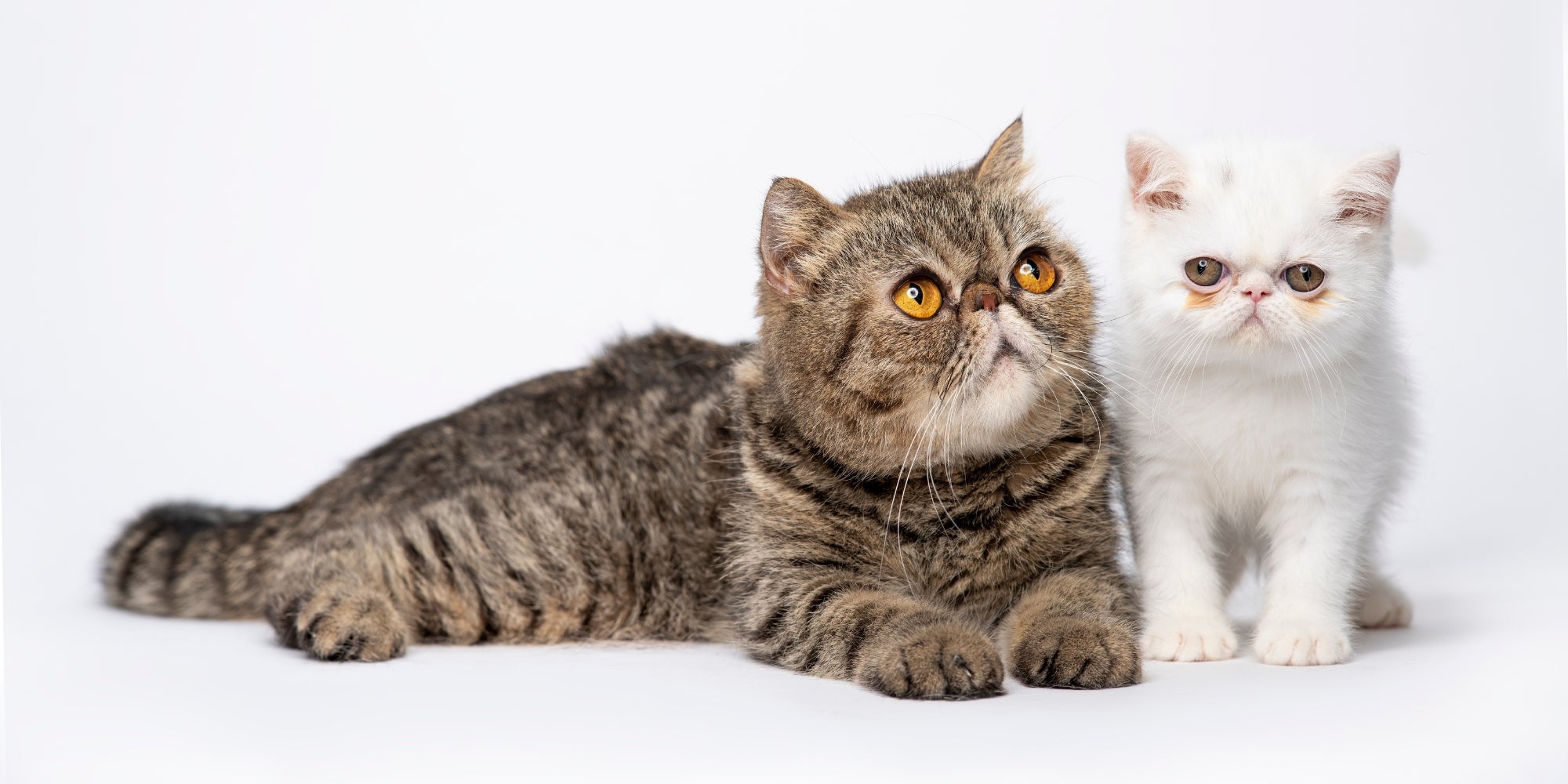 Dos gatos exóticos de pelo corto