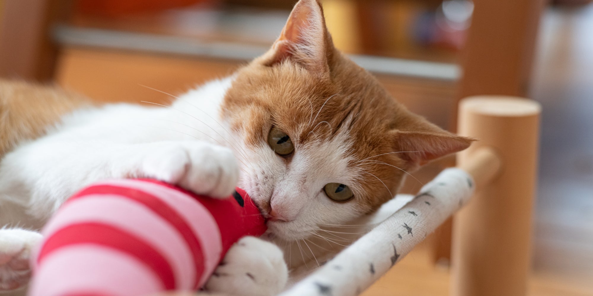 gato jugando con peluche