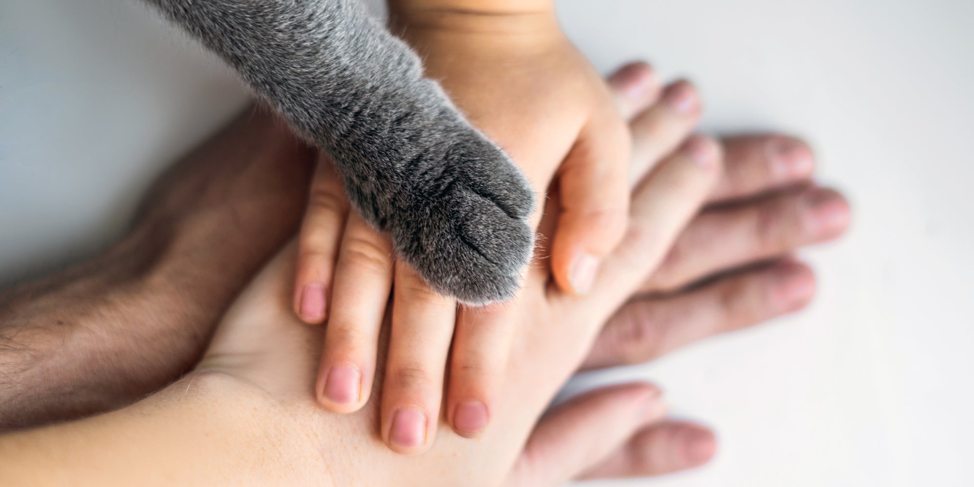 Manos de familia con pata de gato unidas