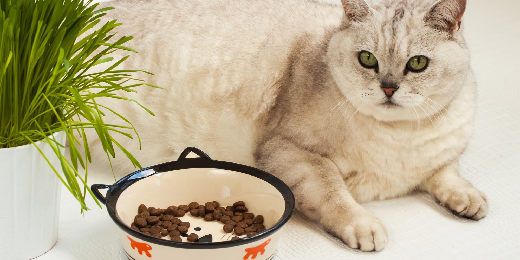 Gran gato perezoso con sobrepeso