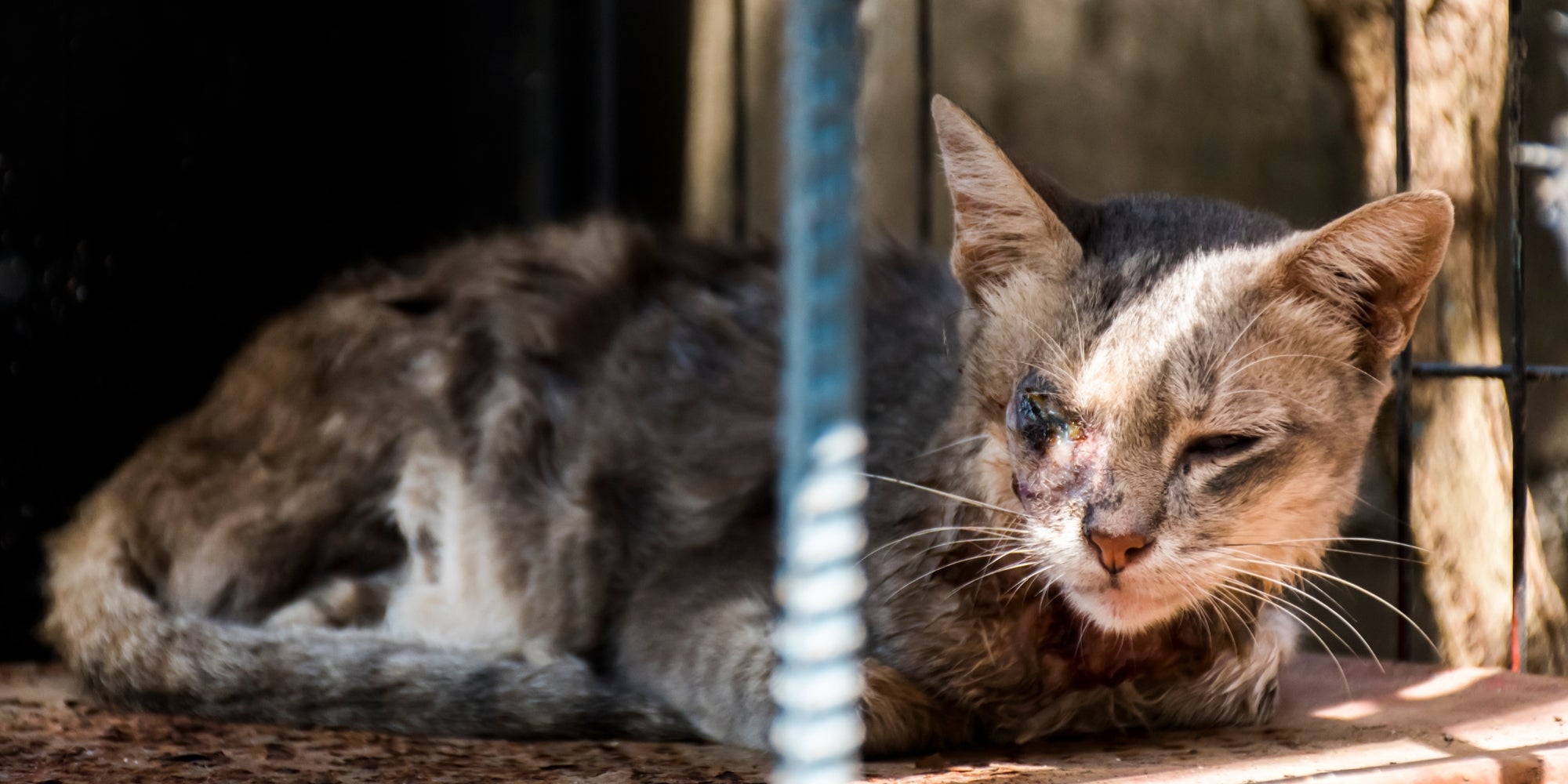 un gato con discapacitado, sin ojo