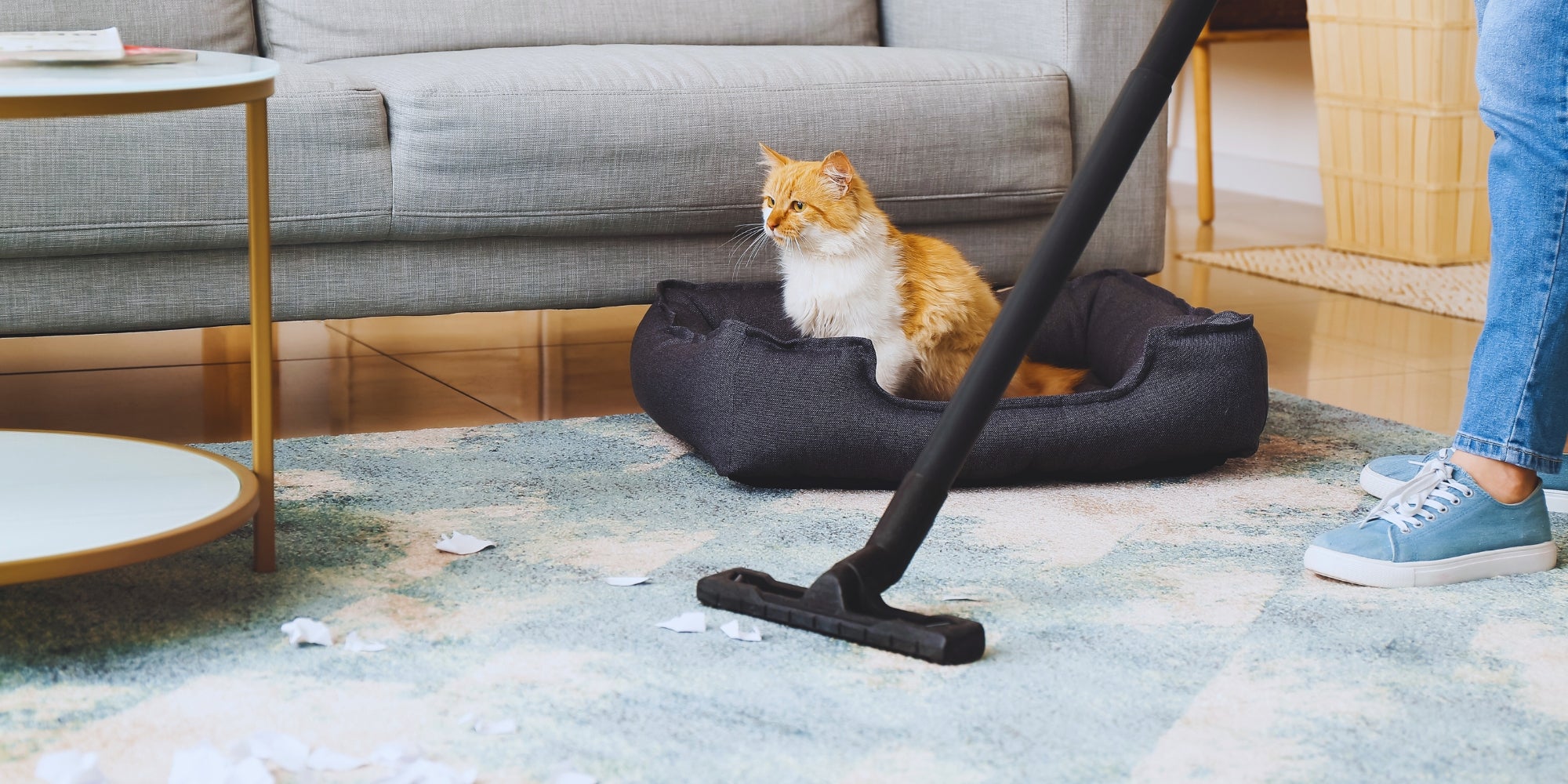 Dueño limpiando alfombra ensuciada por gato