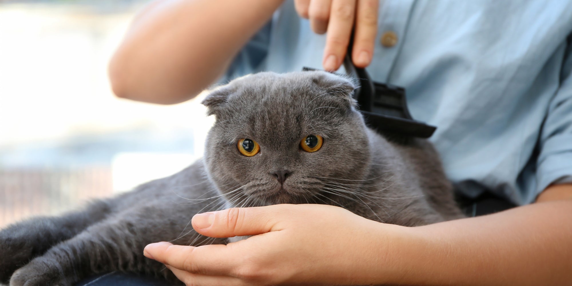 Mujer peluquera cepillando lindo gato