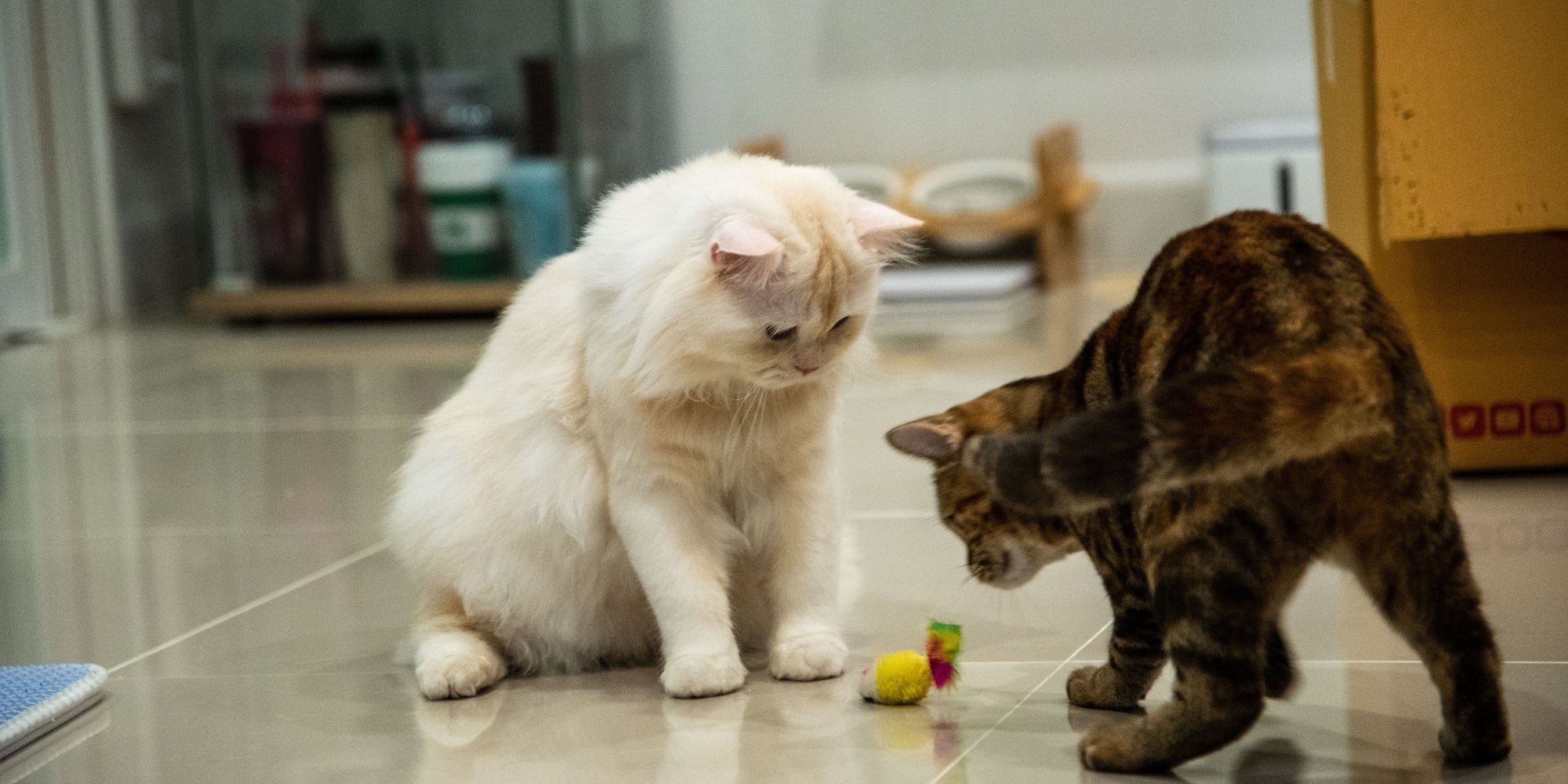 dos gato jugando juguete de gato en el suelo de baldosas