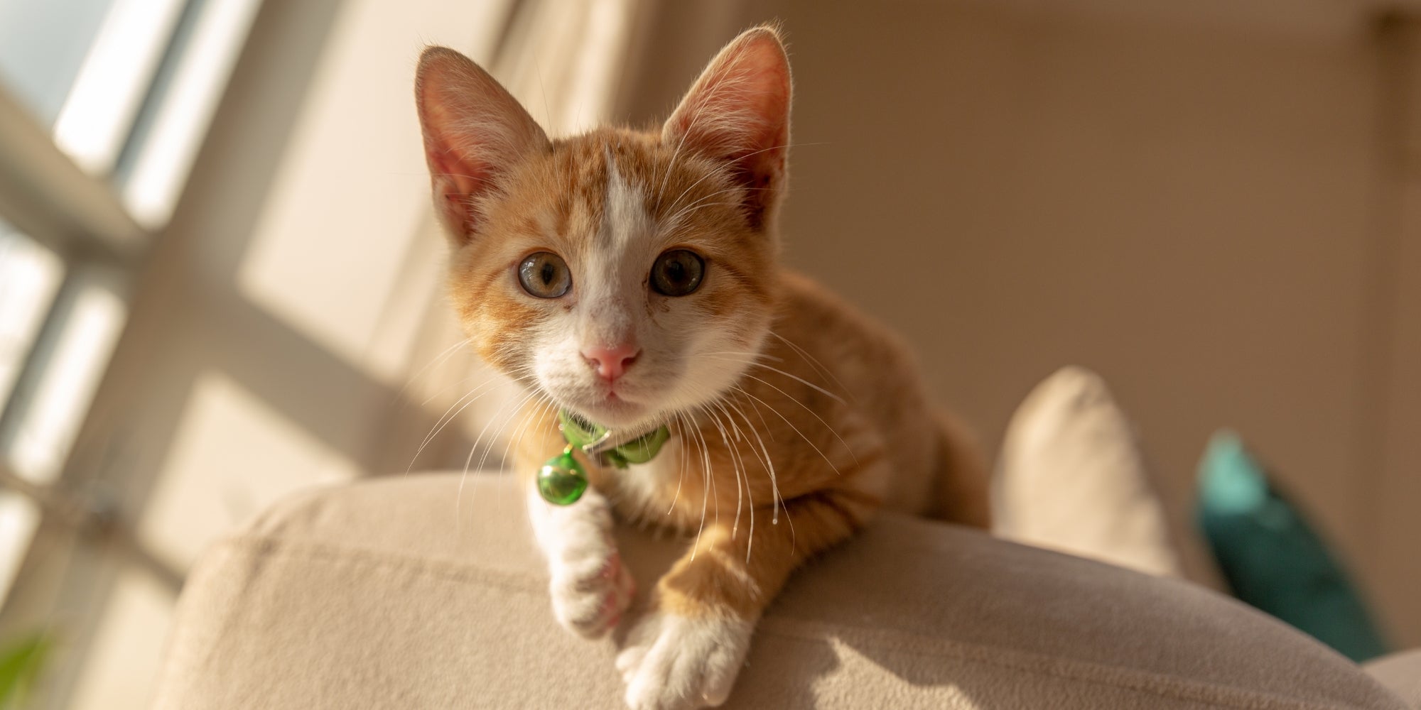 Lindo gato naranja jugando