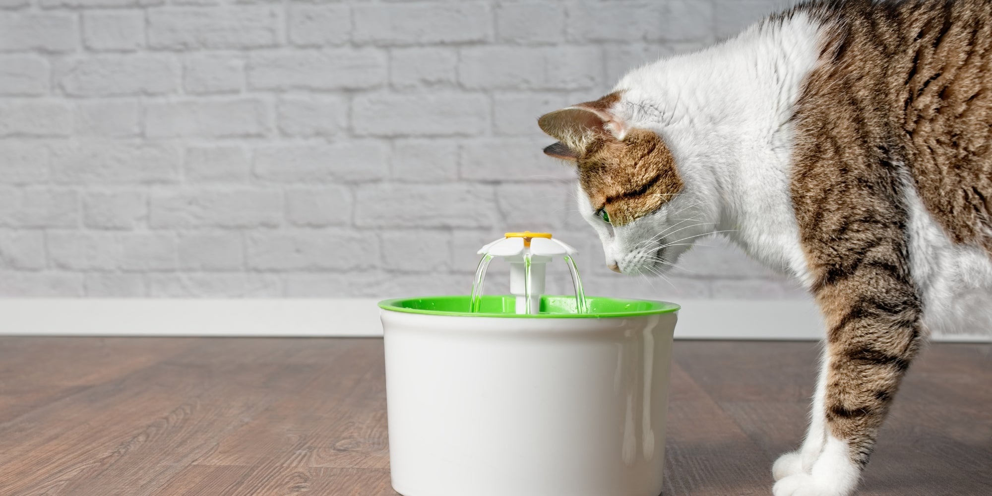Gato atigrado sediento bebiendo agua de un bebedero para mascotas