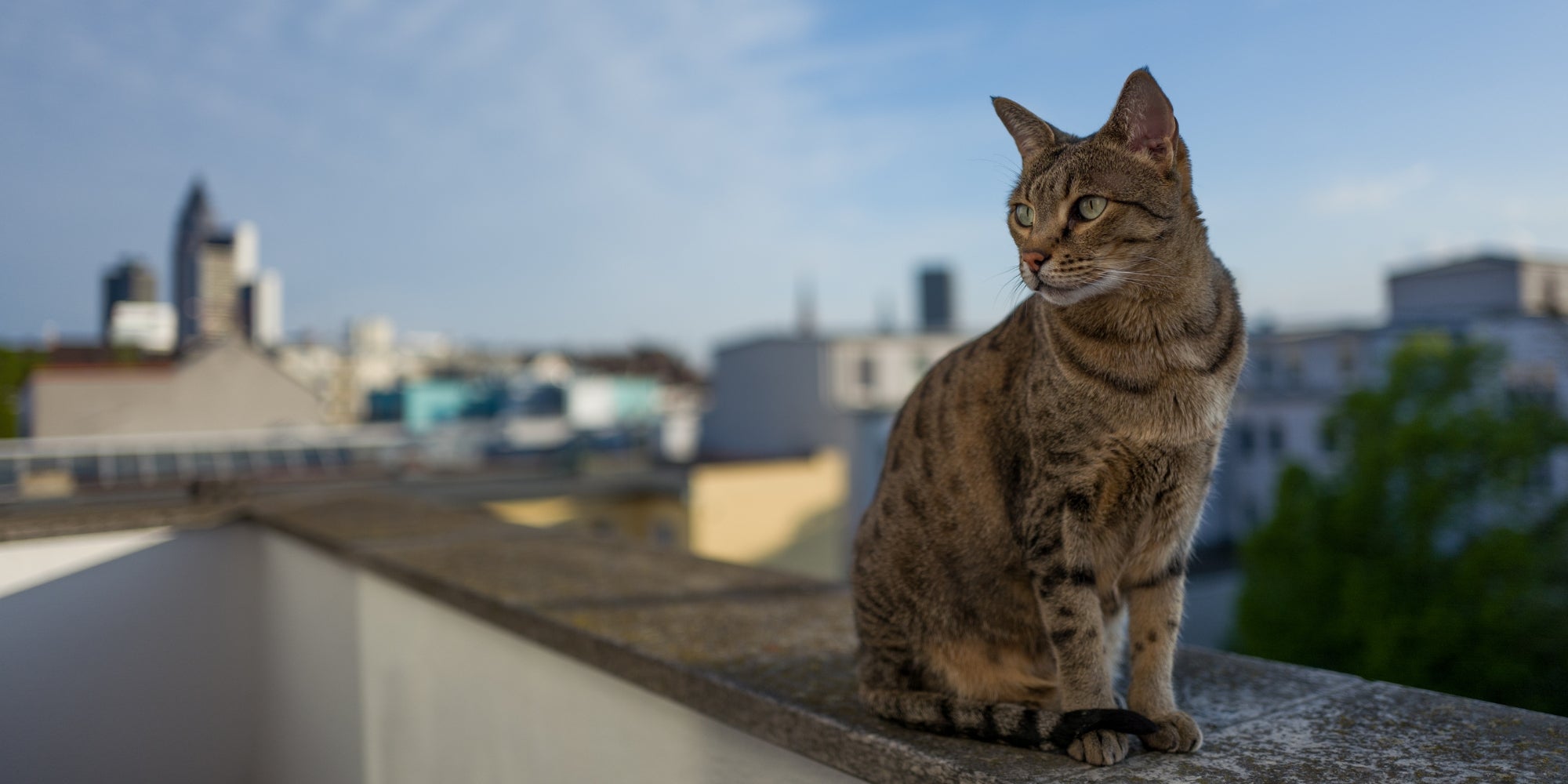 Gato Savannah con el horizonte de Fráncfort