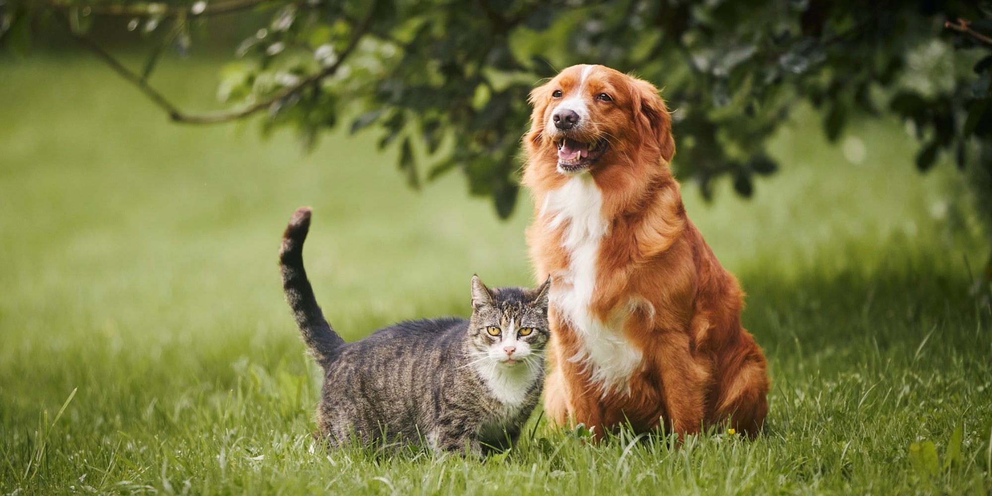 Gato y perro sentados juntos en un prado