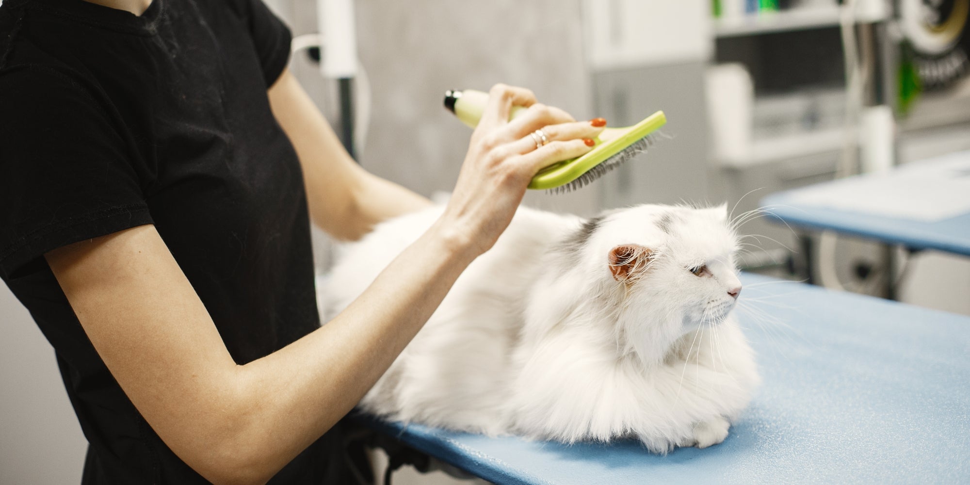 Gato acicalado en una clínica veterinaria