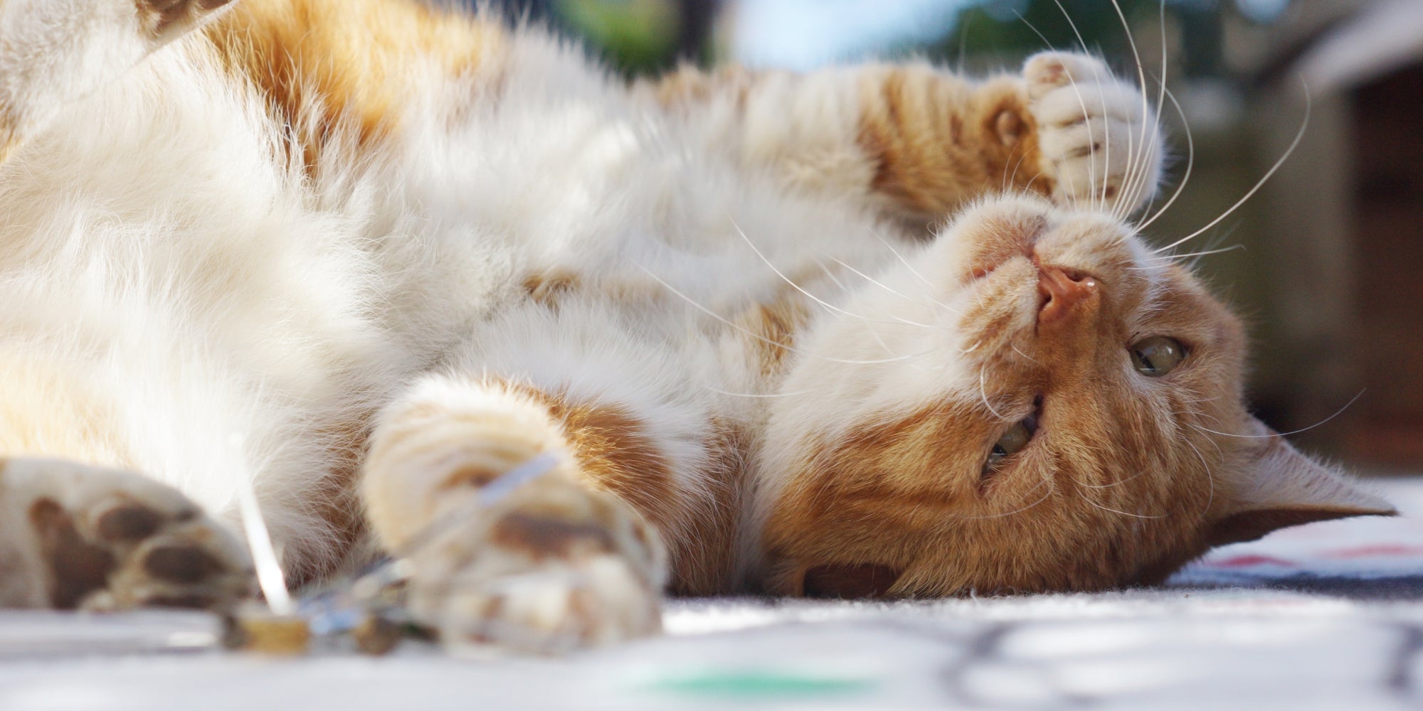 Gato relajado en un rincón soleado de la casa.