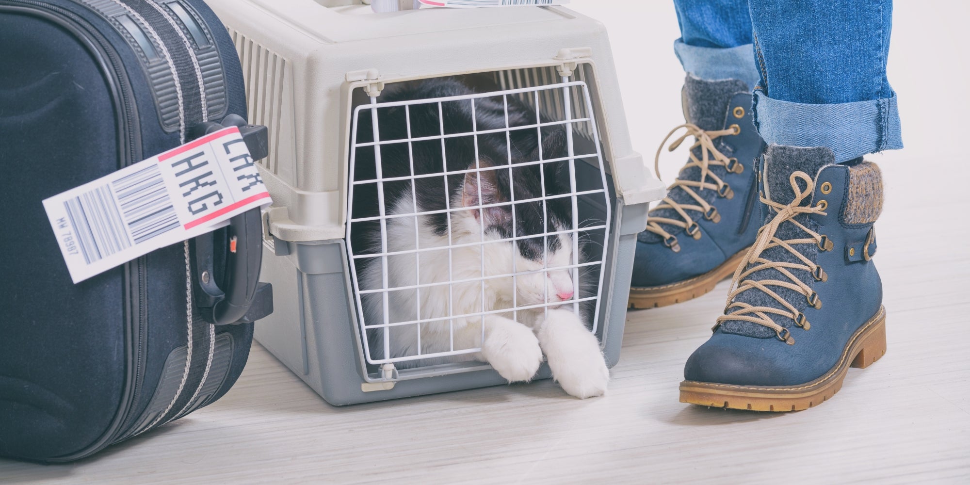 Gato en el transportín de carga de la aerolínea