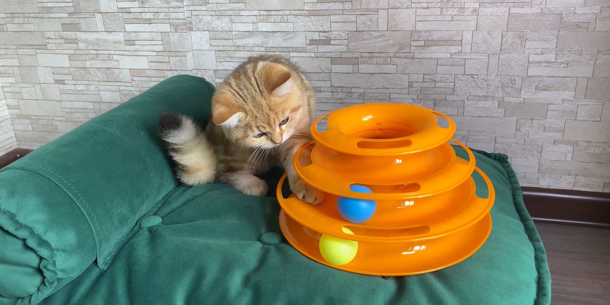 Pequeño gatito rojo a rayas jengibre jugando con juguete de gato en la cama del gato verde