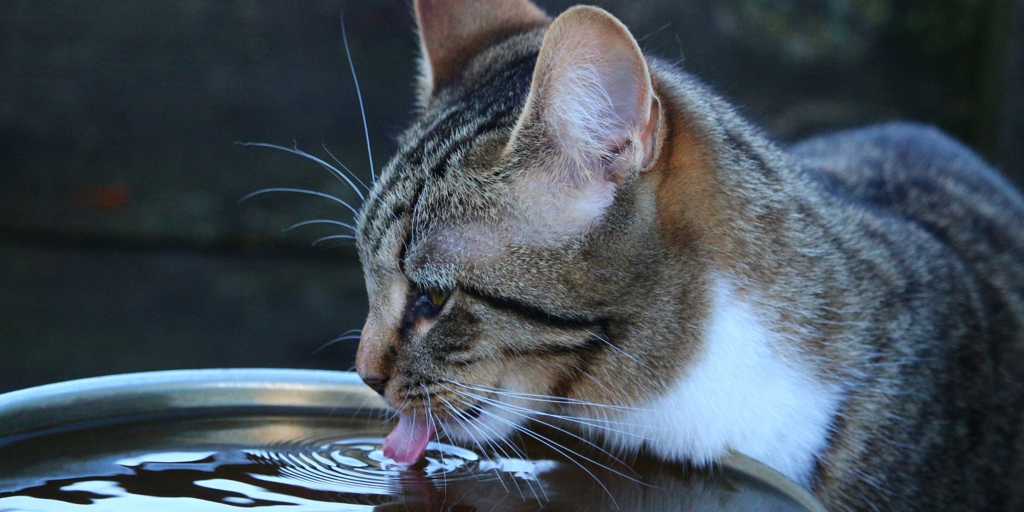 Gatito bebiendo agua