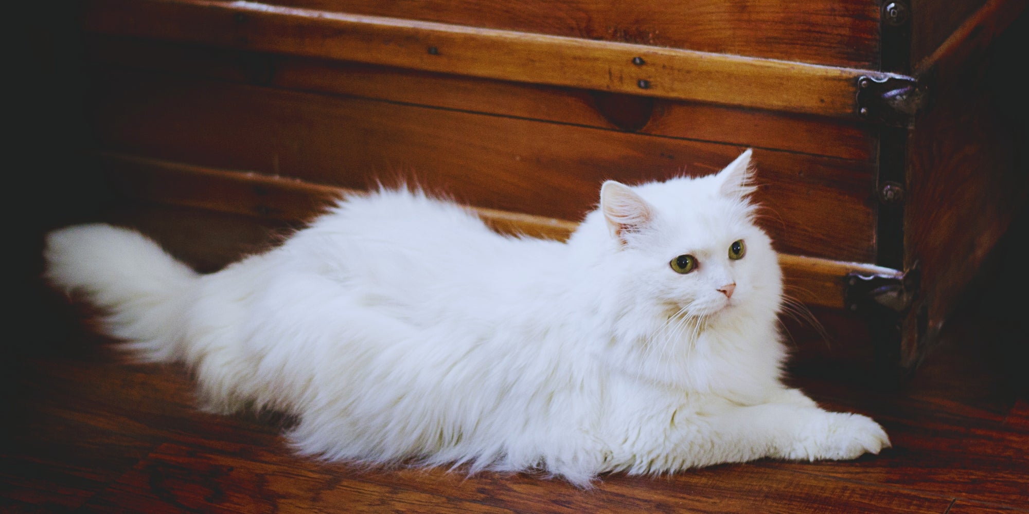 Un gato blanco descansando