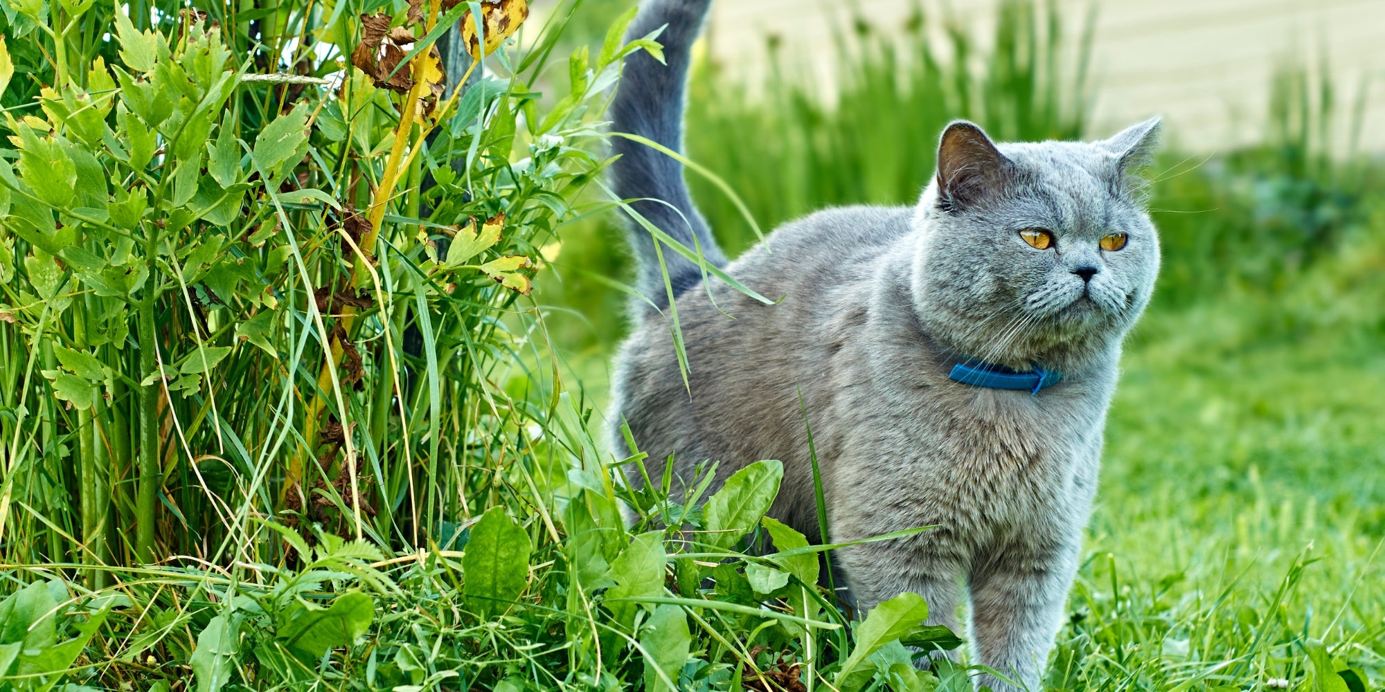 La orina del gato marca el territorio