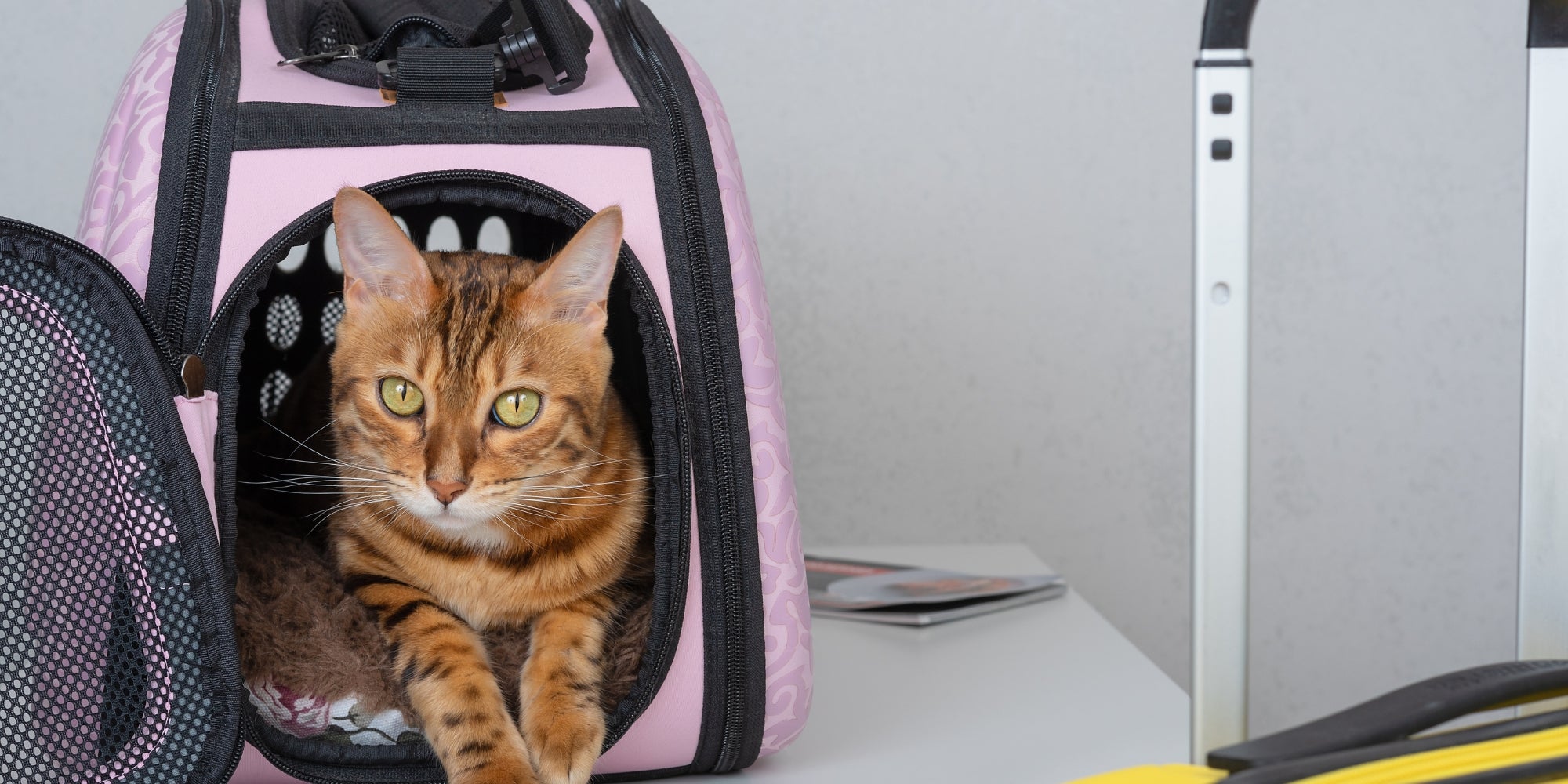 Viajar con mascotas. Maleta y transportín para gatos.