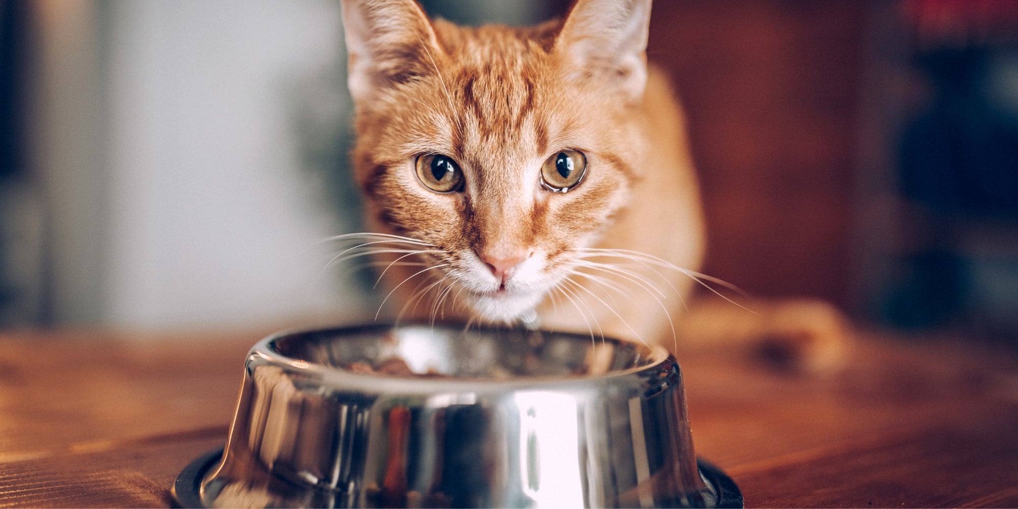 Gato comiendo del cuenco