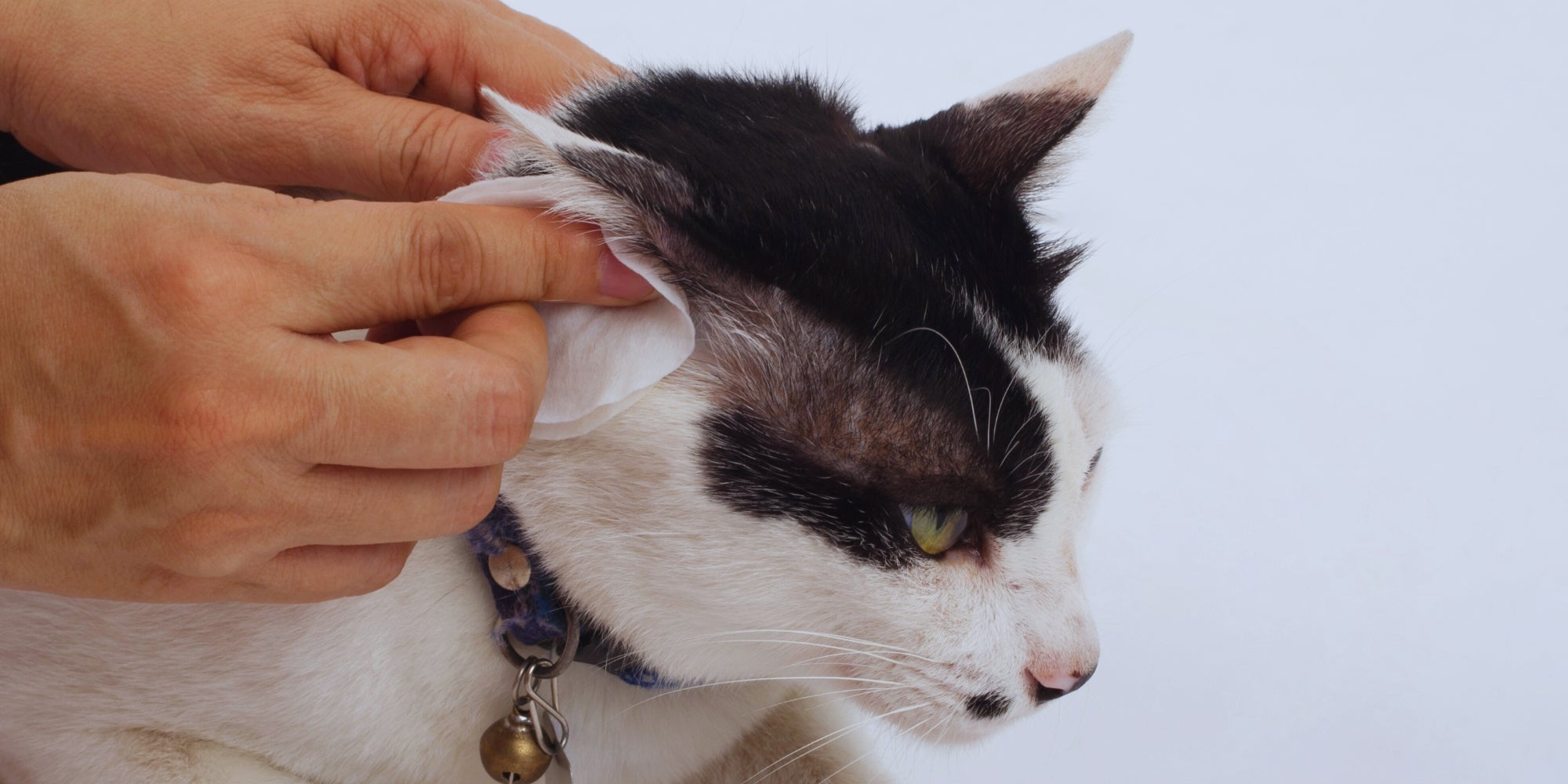 Limpiar los oídos de los gatos con toallitas para los oídos, ayuda a aliviar el picor y a reducir los olores.