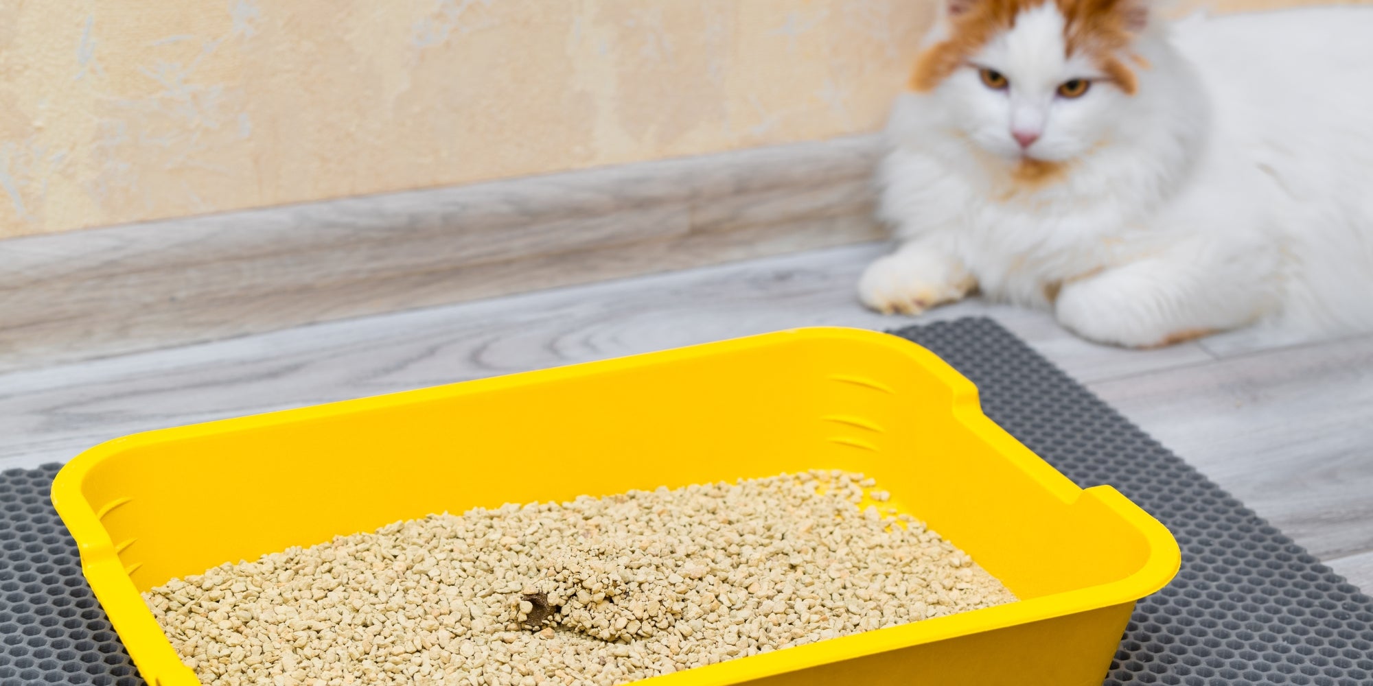 hay una caja de arena para gatos en la habitación