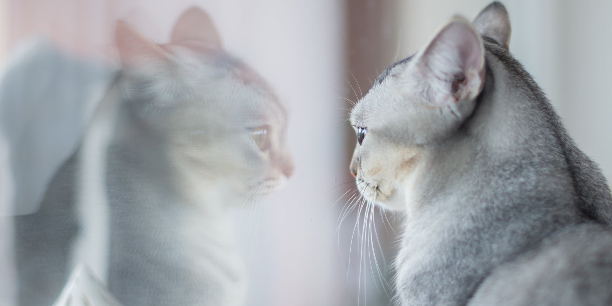Gato mirando su reflejo