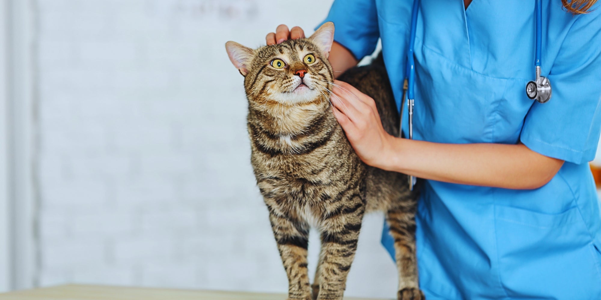Doctora veterinaria revisando gato en una clínica veterinaria
