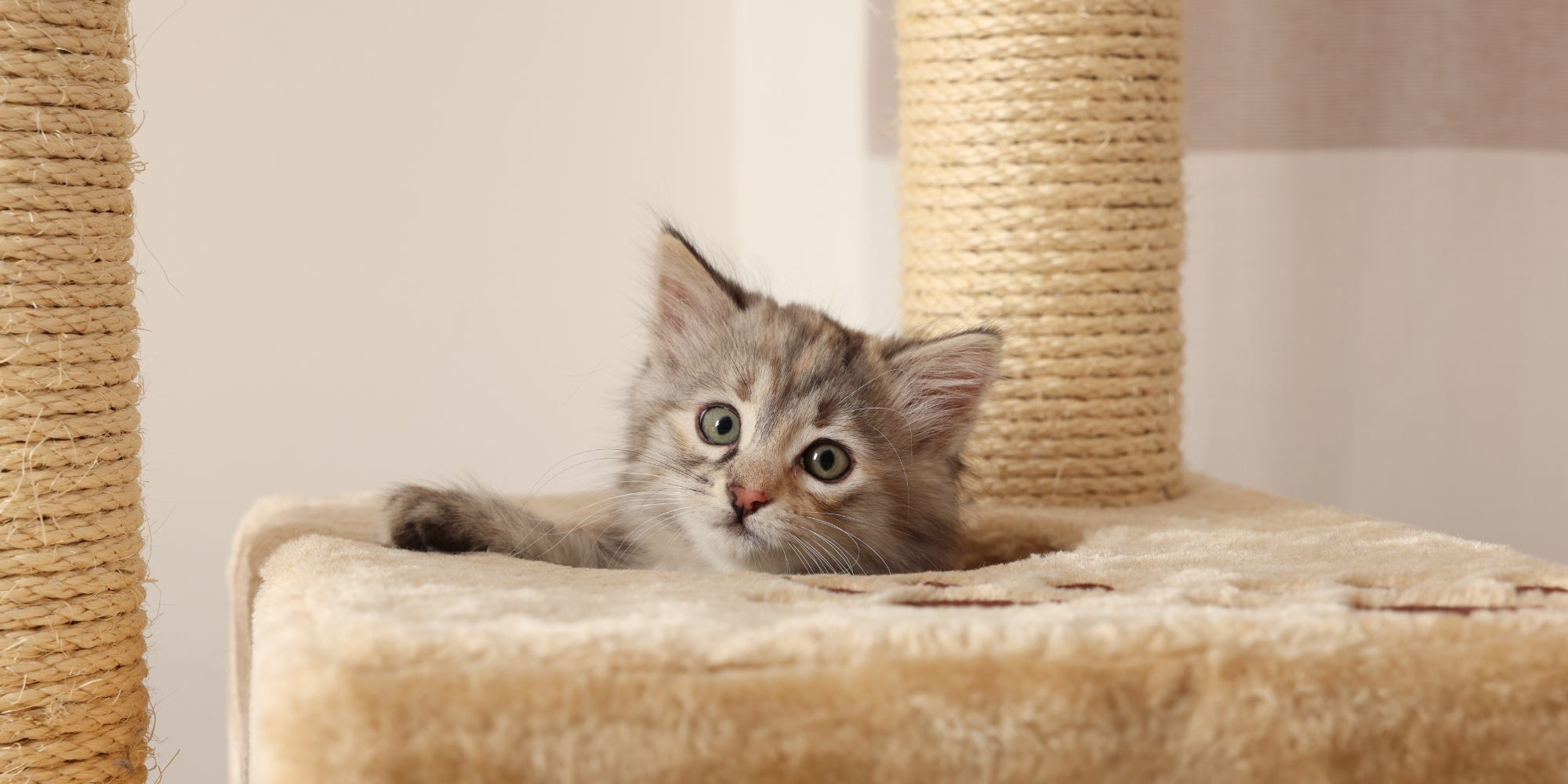 Lindo gatito esponjoso en casa en el árbol del gato en casa