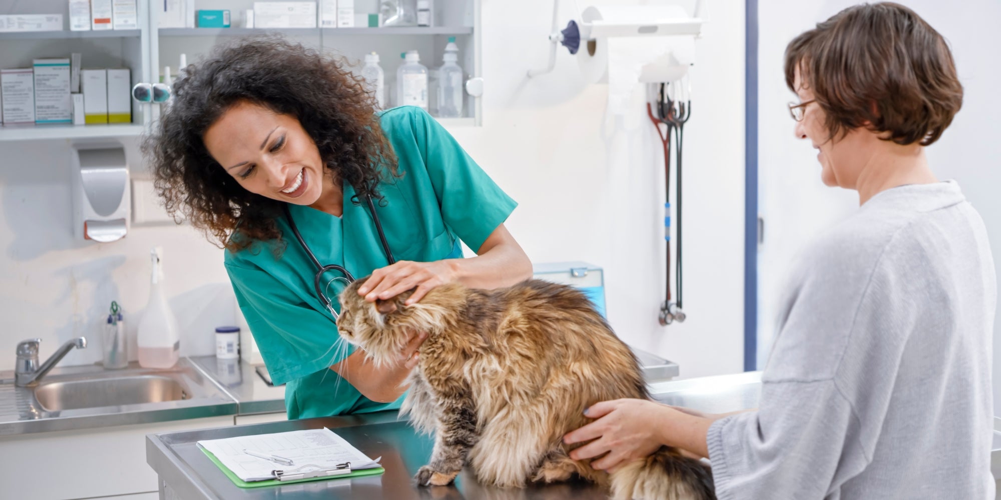 Veterinario examinando a un gato en una clínica veterinaria