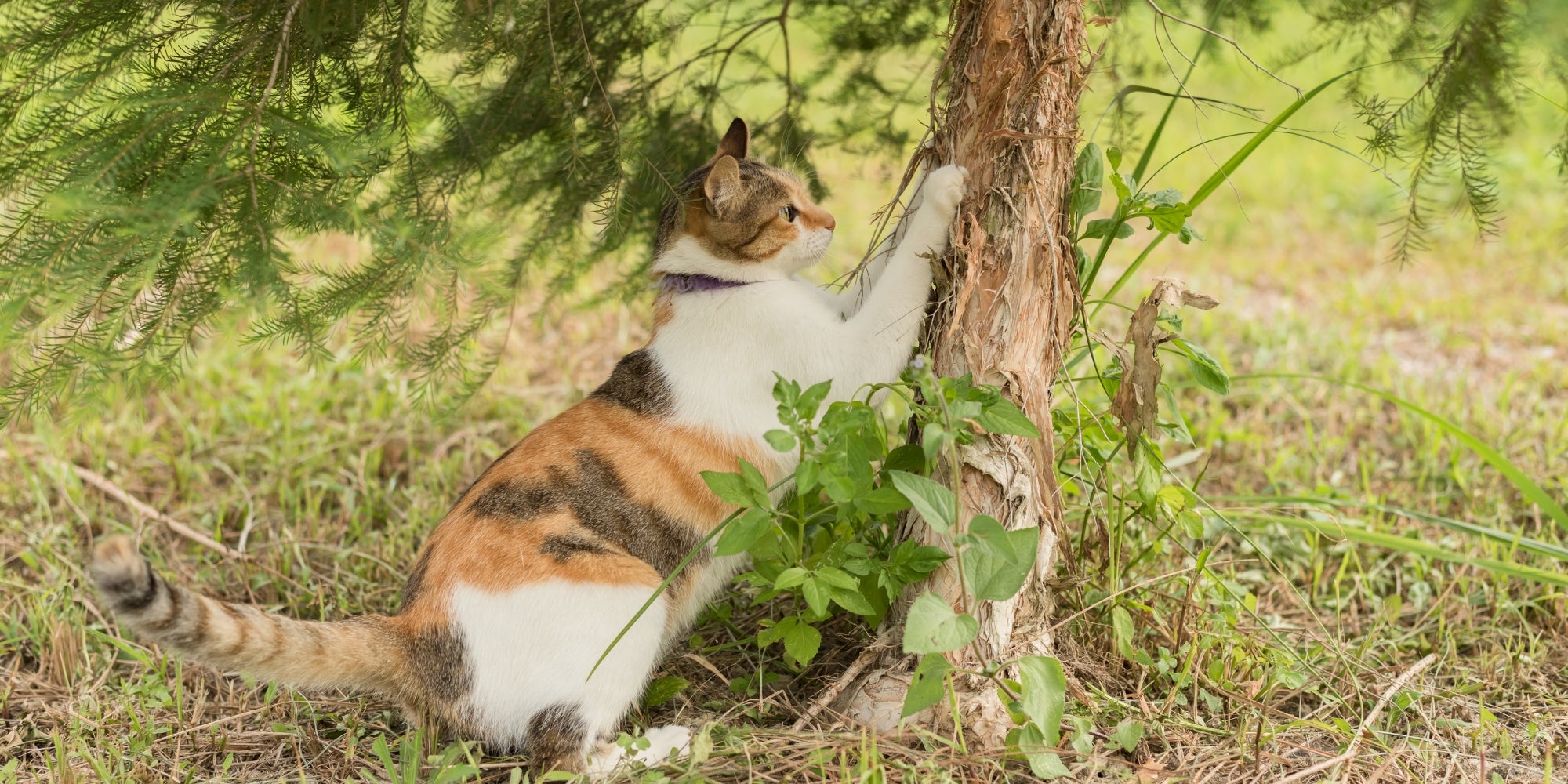 Gato arañando el árbol