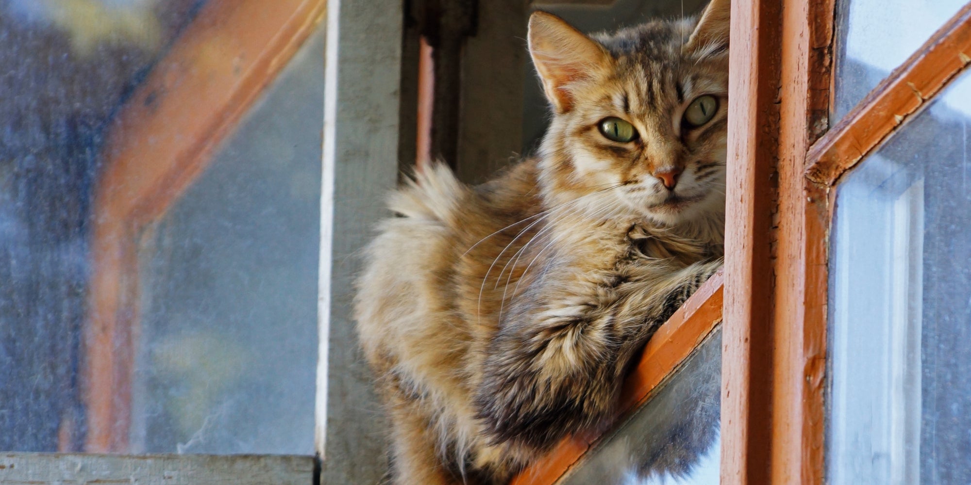 gato en la ventana