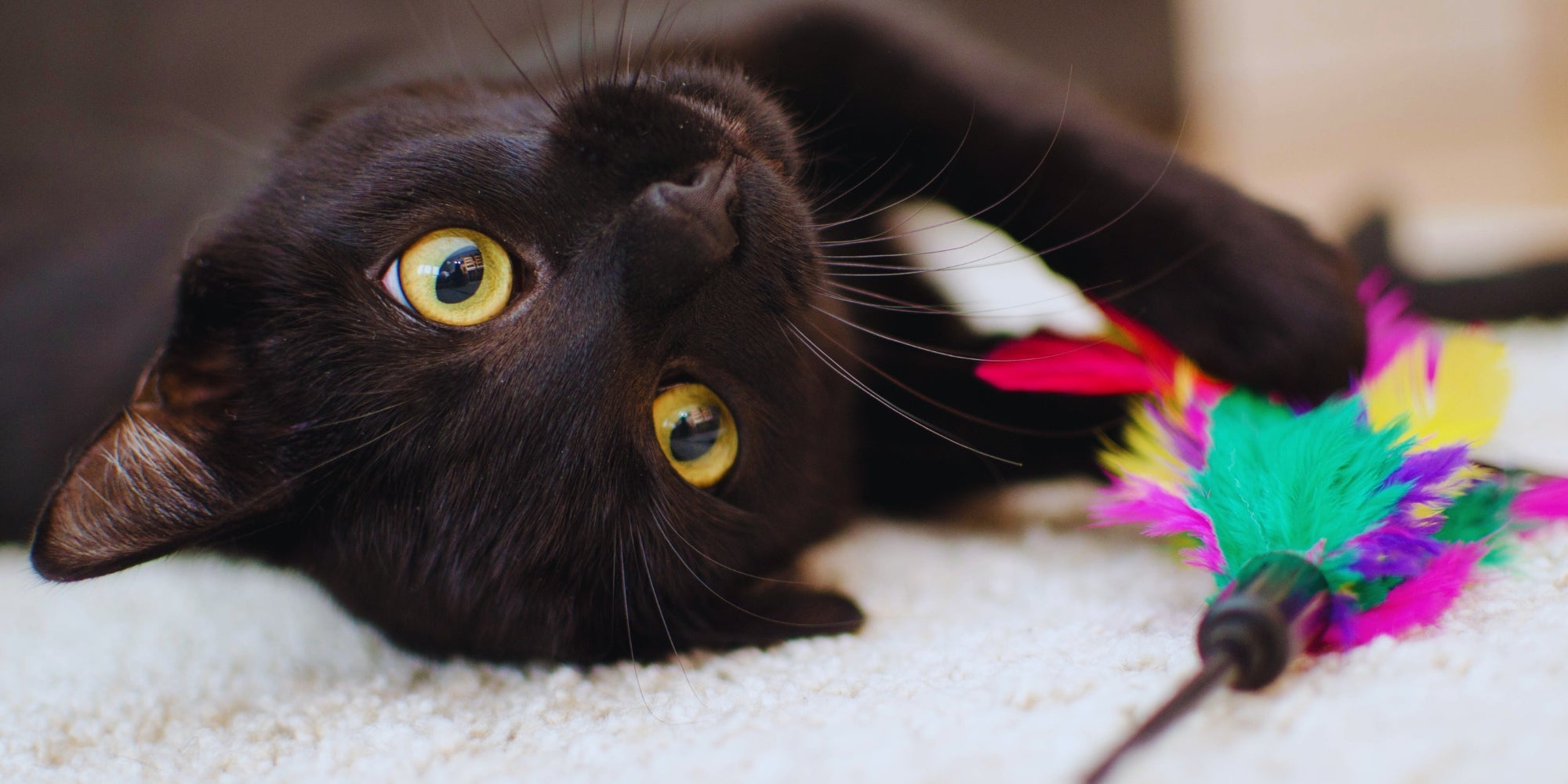 gato negro jugando con juguete