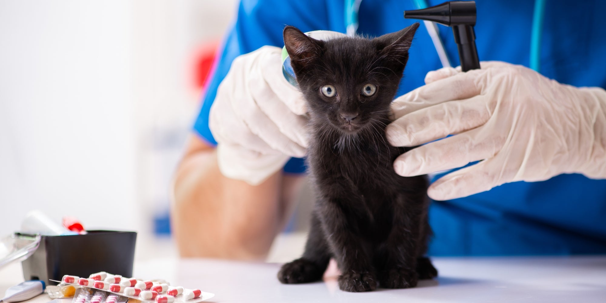 Médico veterinario examinando a un gatito negro