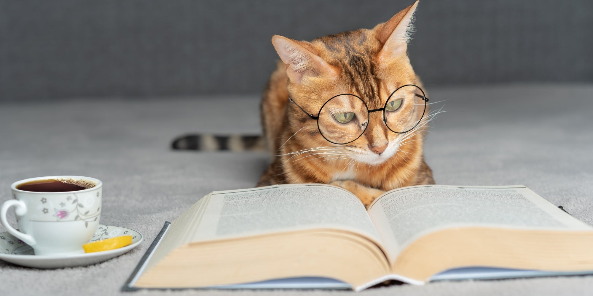 Gato doméstico con gafas lee un libro.