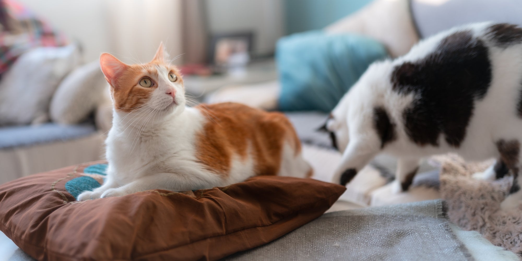 gato marrón y blanco con ojos amarillos tumbado en un pillos mira hacia arriba