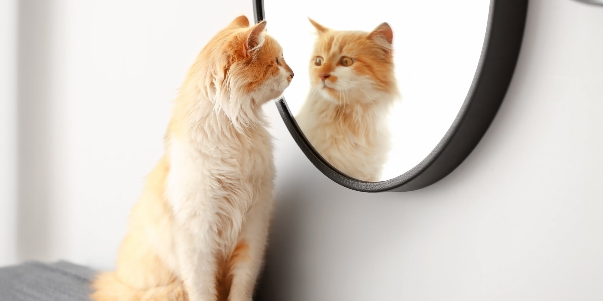 Gato mirándose al espejo en casa