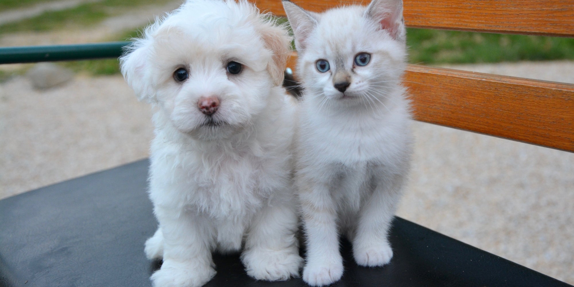 Gatito y cachorro