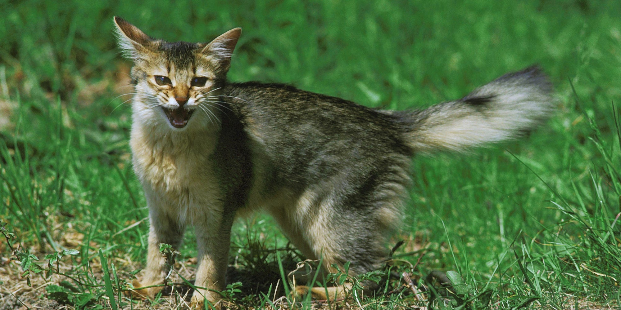 Gato doméstico somalí con la boca abierta, en postura defensiva